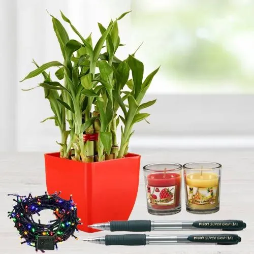Unique Plant Gifts - Rare House Plant Starter Kit for Sale - Labijo.id