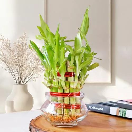 Fortune Lucky Bamboo Gift