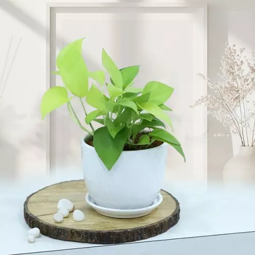 Money Plant Bliss Gift Set